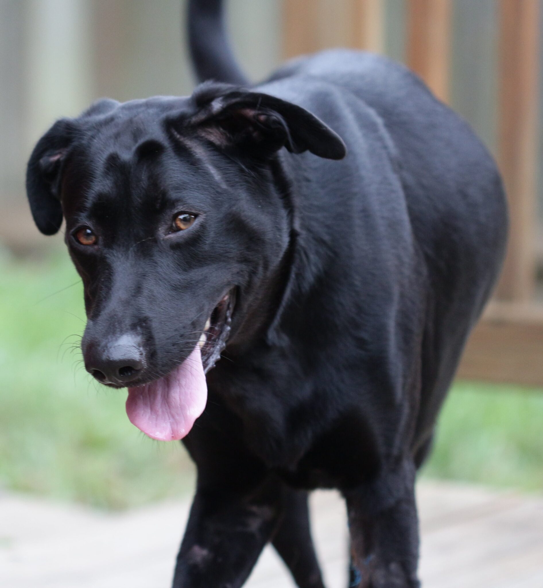 meg Cincinnati Lab Rescue