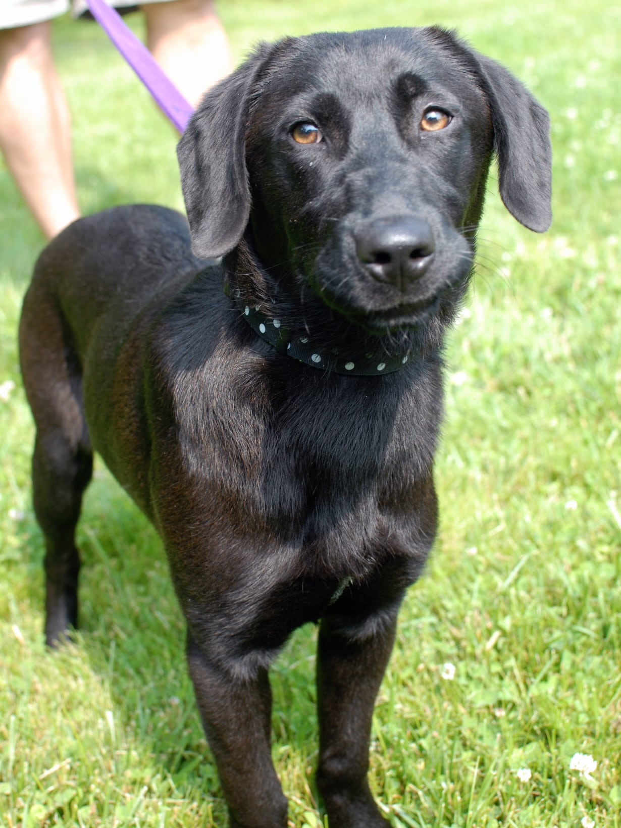 Cincinnati Lab Rescue - u6e5rzy