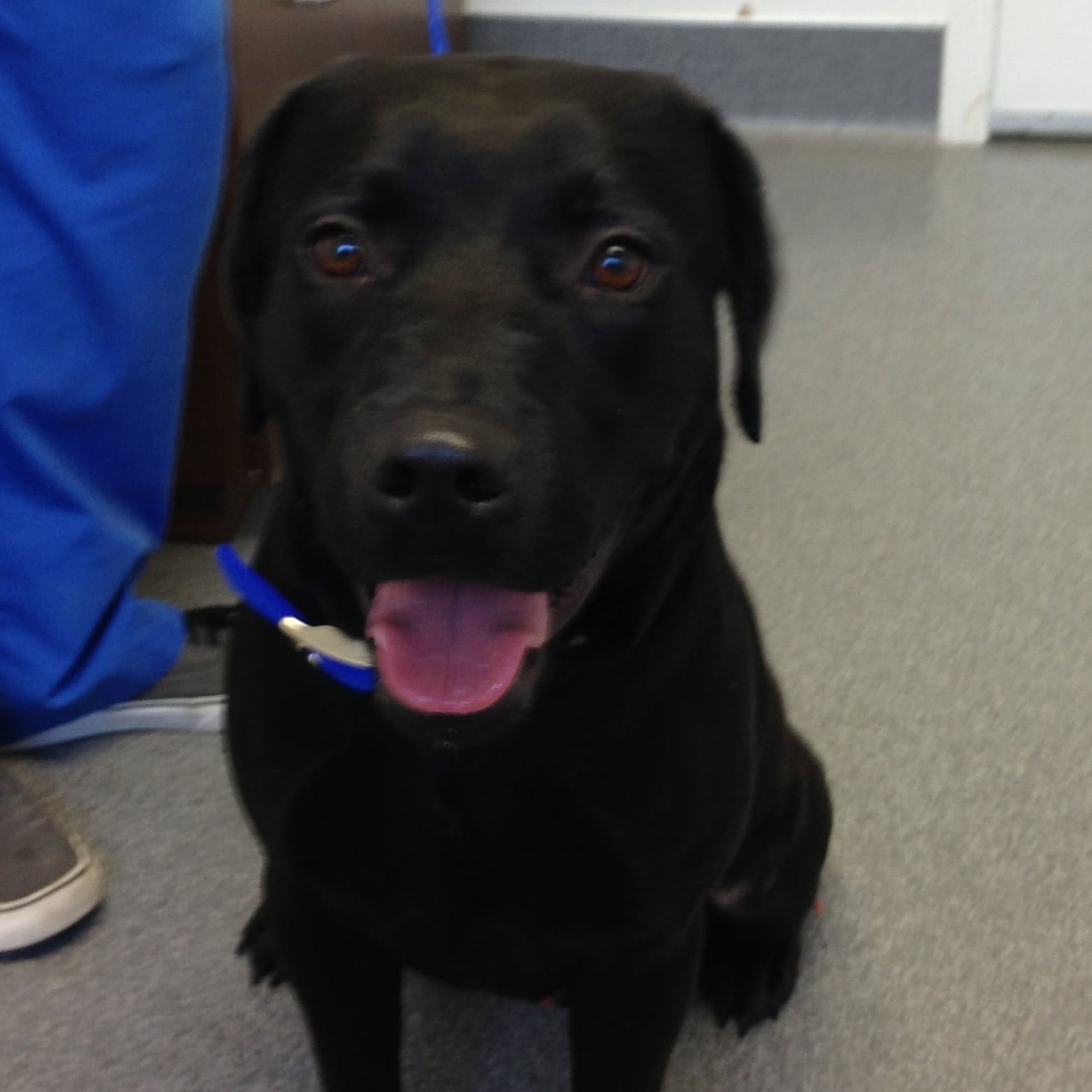 Cincinnati Lab Rescue - s6nuo5w