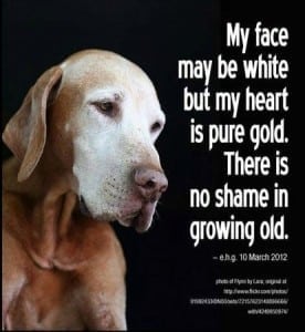 white face of old dog