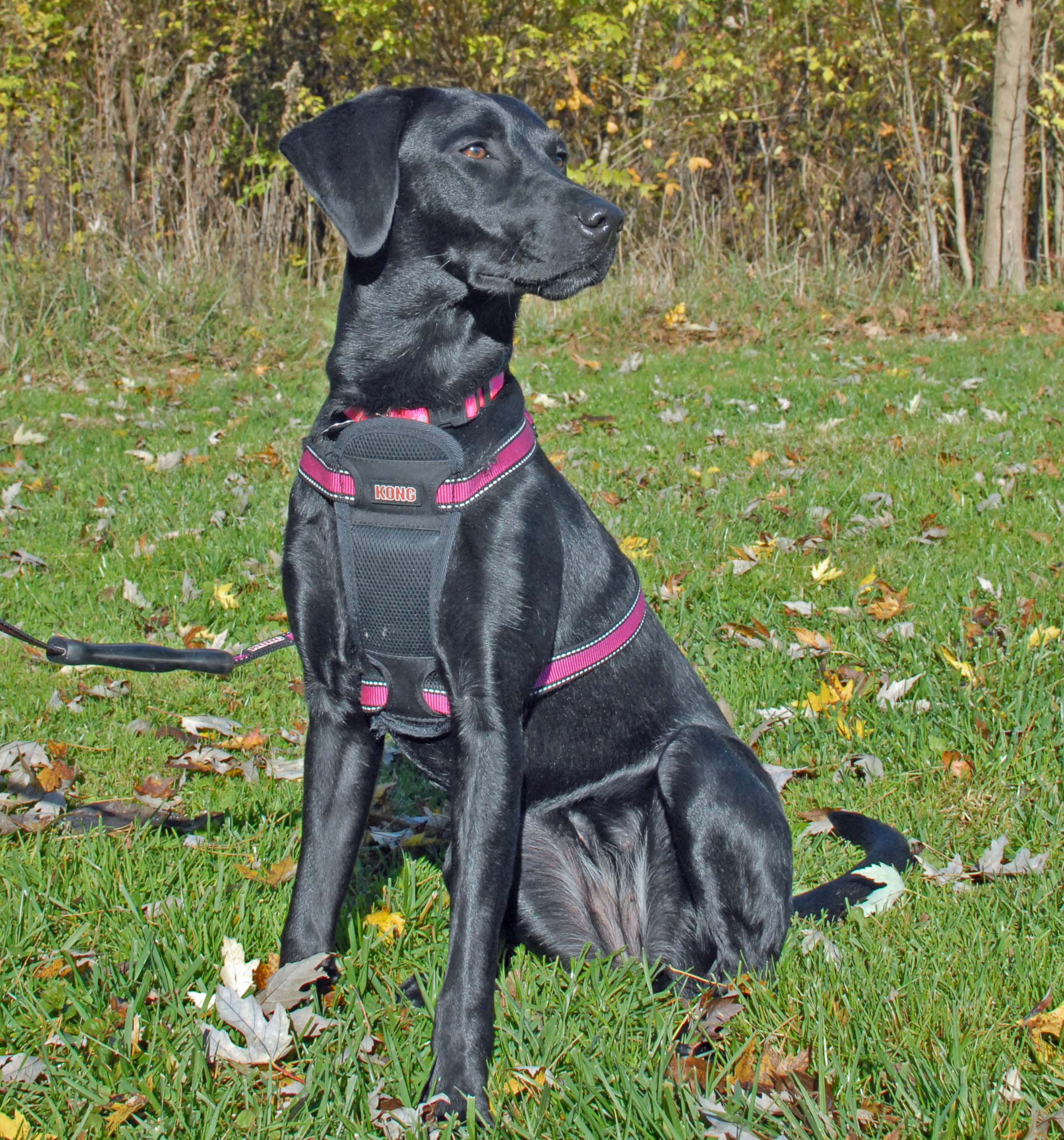 Cincinnati Lab Rescue - 9fu13k1