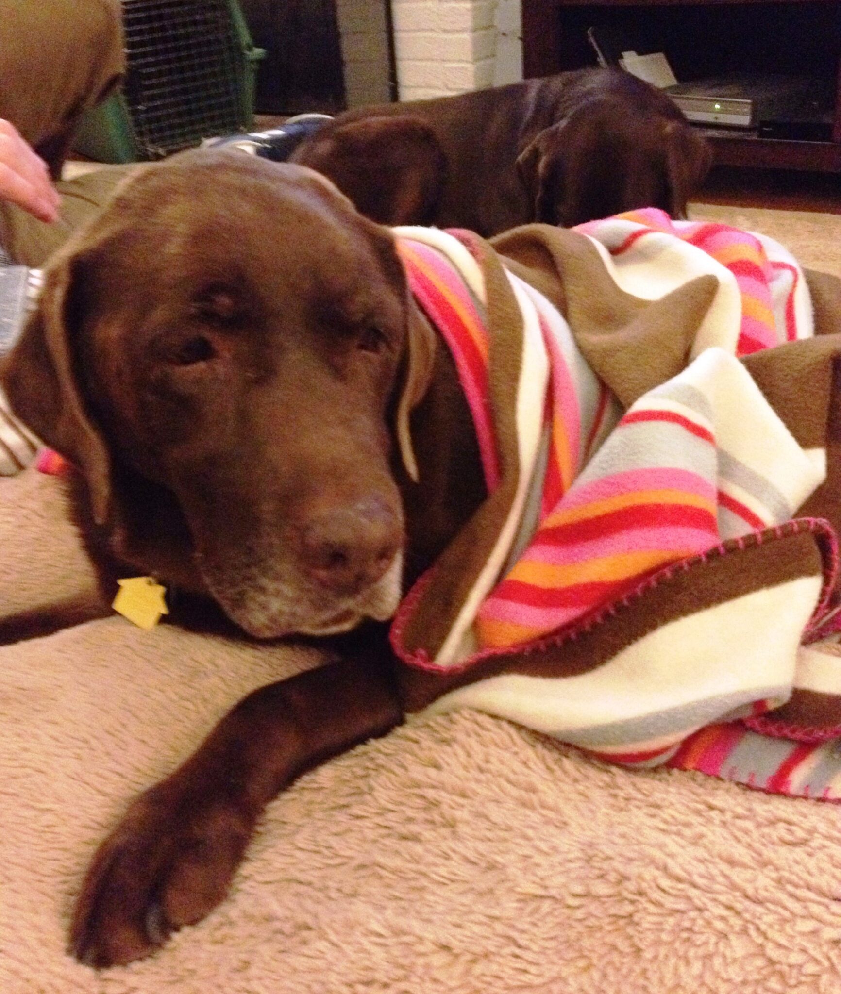 Cincinnati Lab Rescue - lam6b00