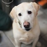 adopt a lab