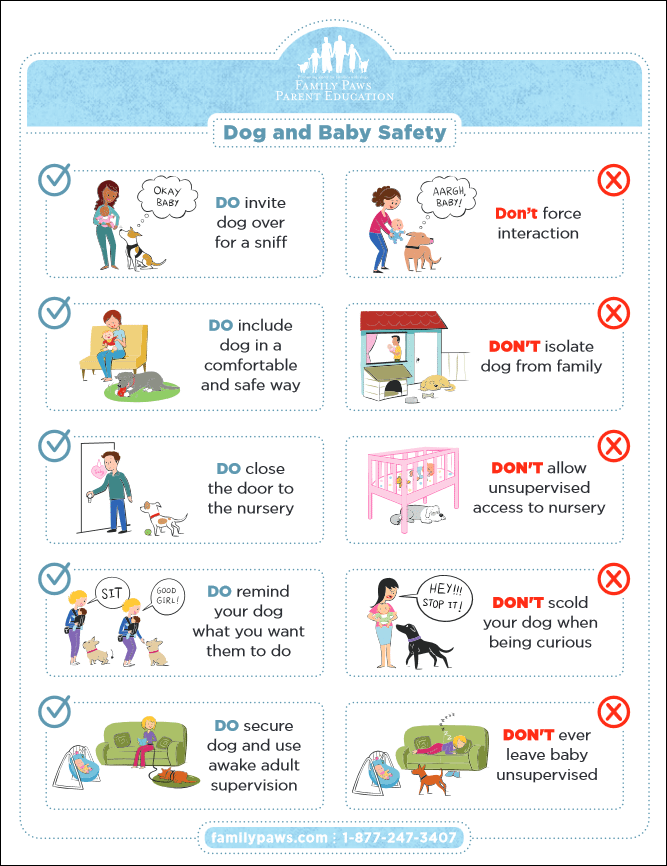 dog and baby safety