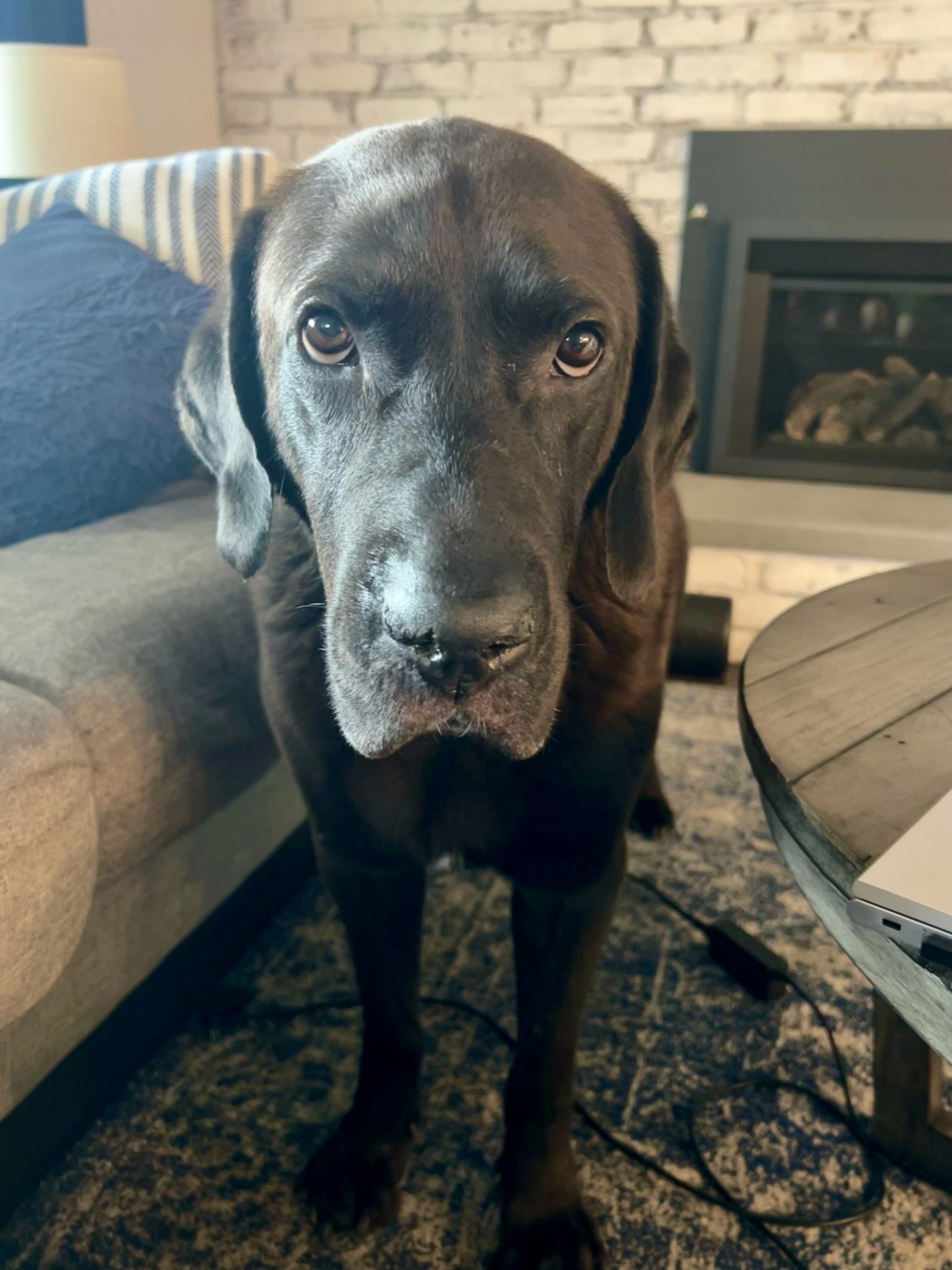 Cincinnati Lab Rescue - 6nym3hj