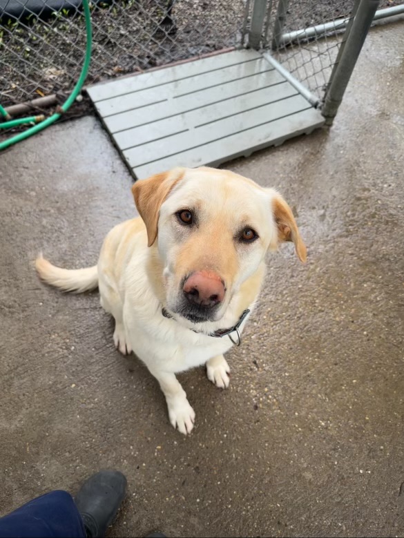 Marx Adopted Cincinnati Lab Rescue