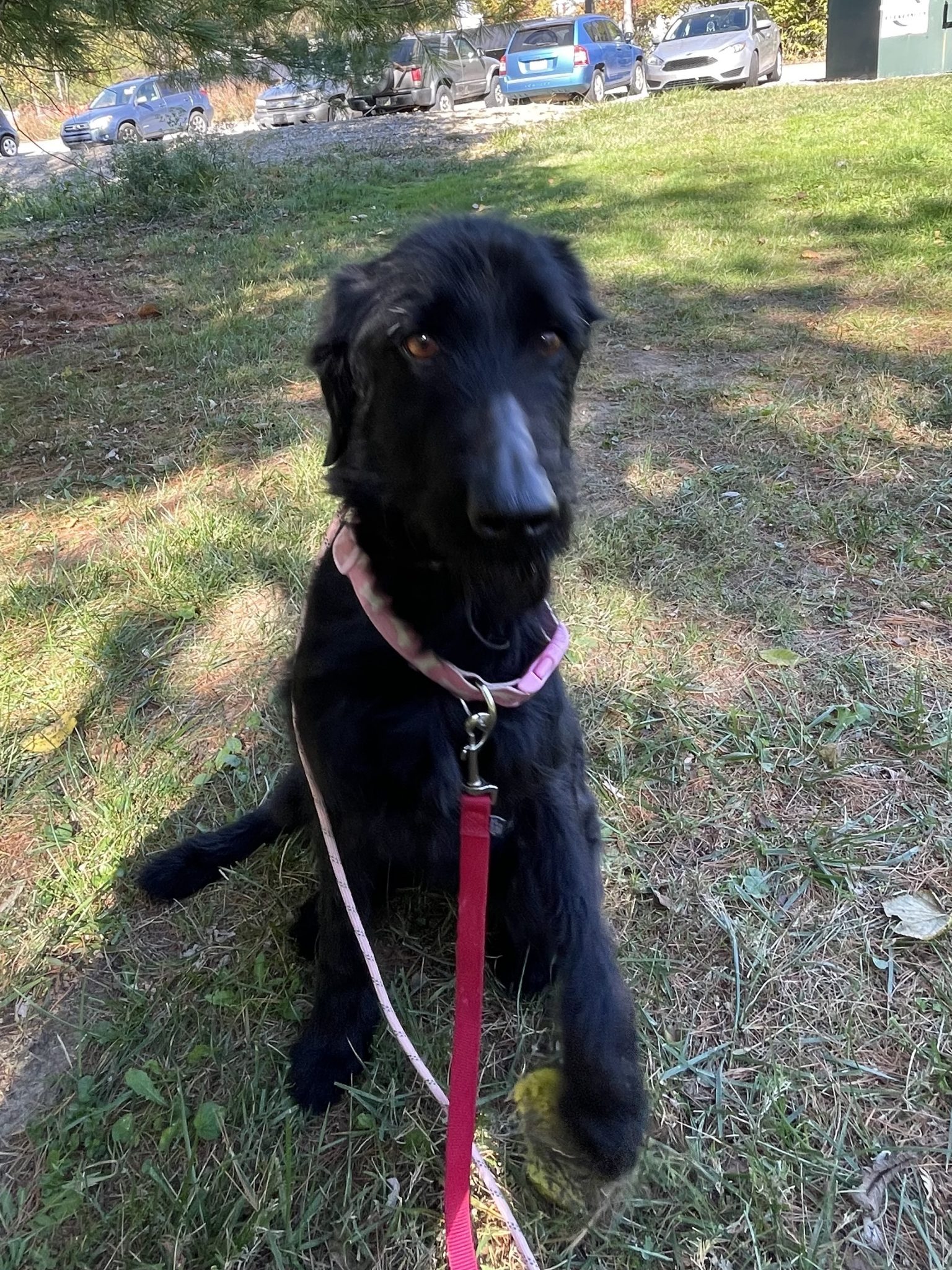 Rita Cincinnati Lab Rescue