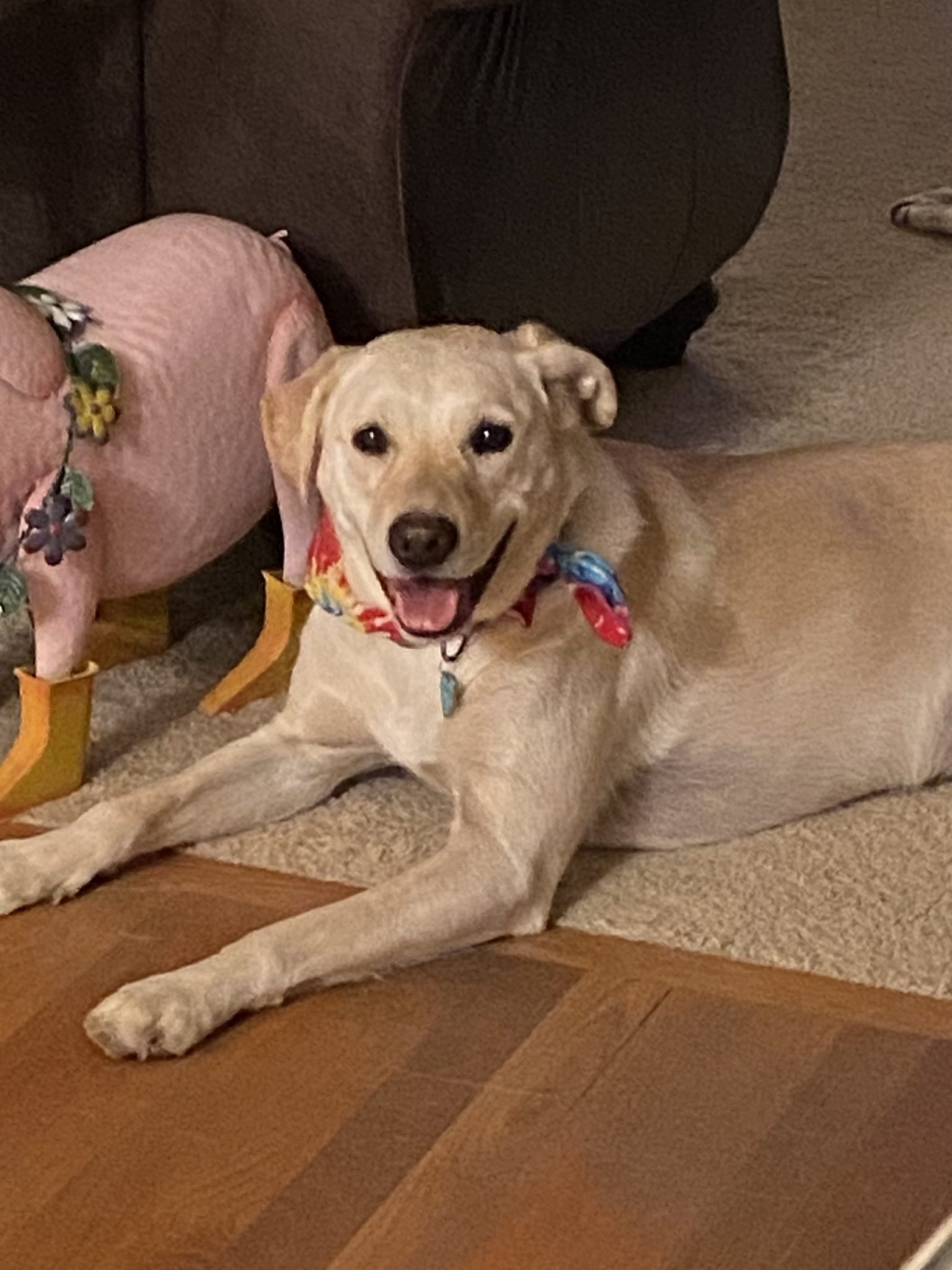 Cincinnati Lab Rescue - xmj83k5