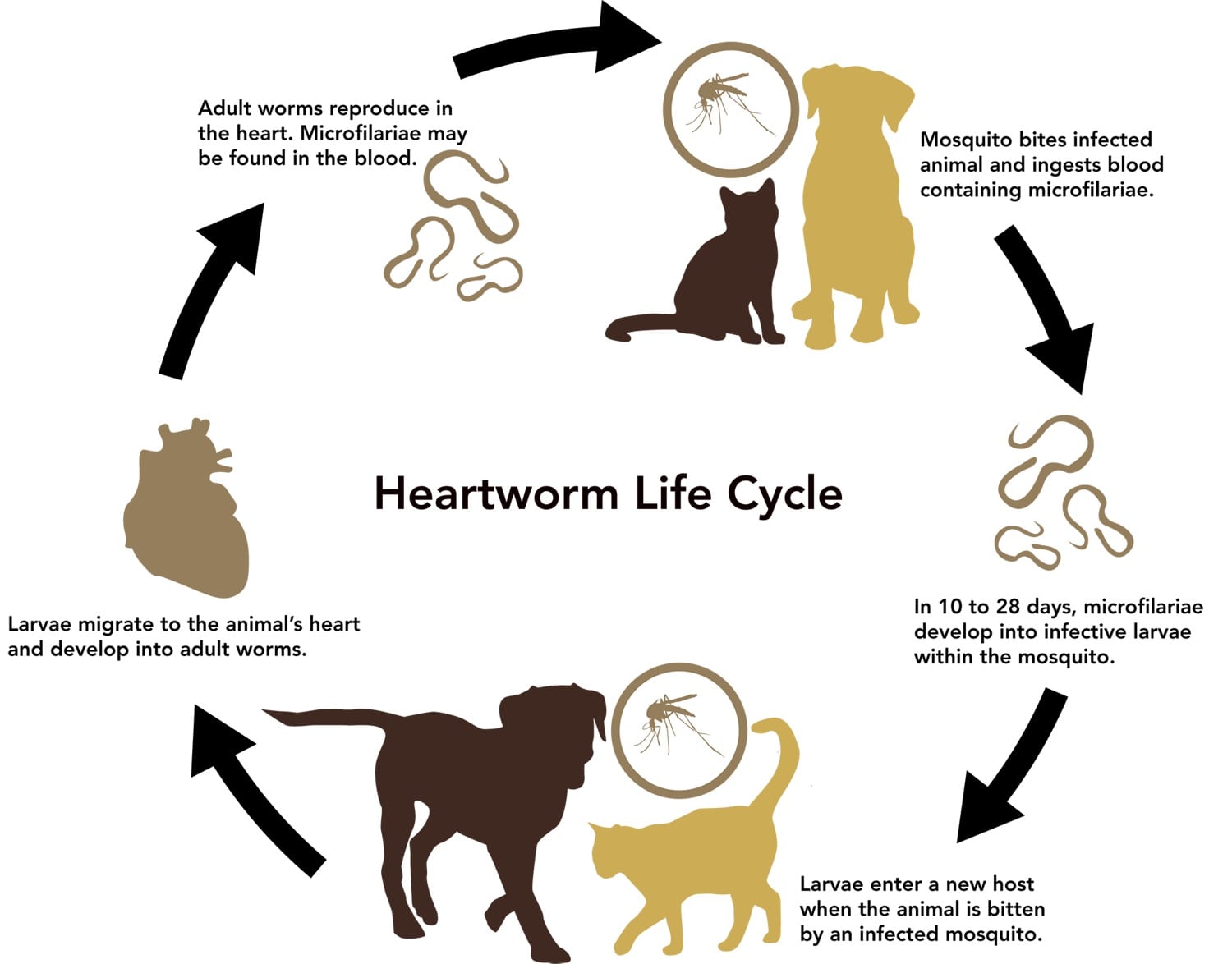 heartworm cycle