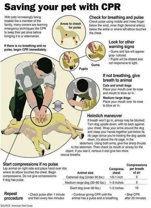 heimlich for dogs