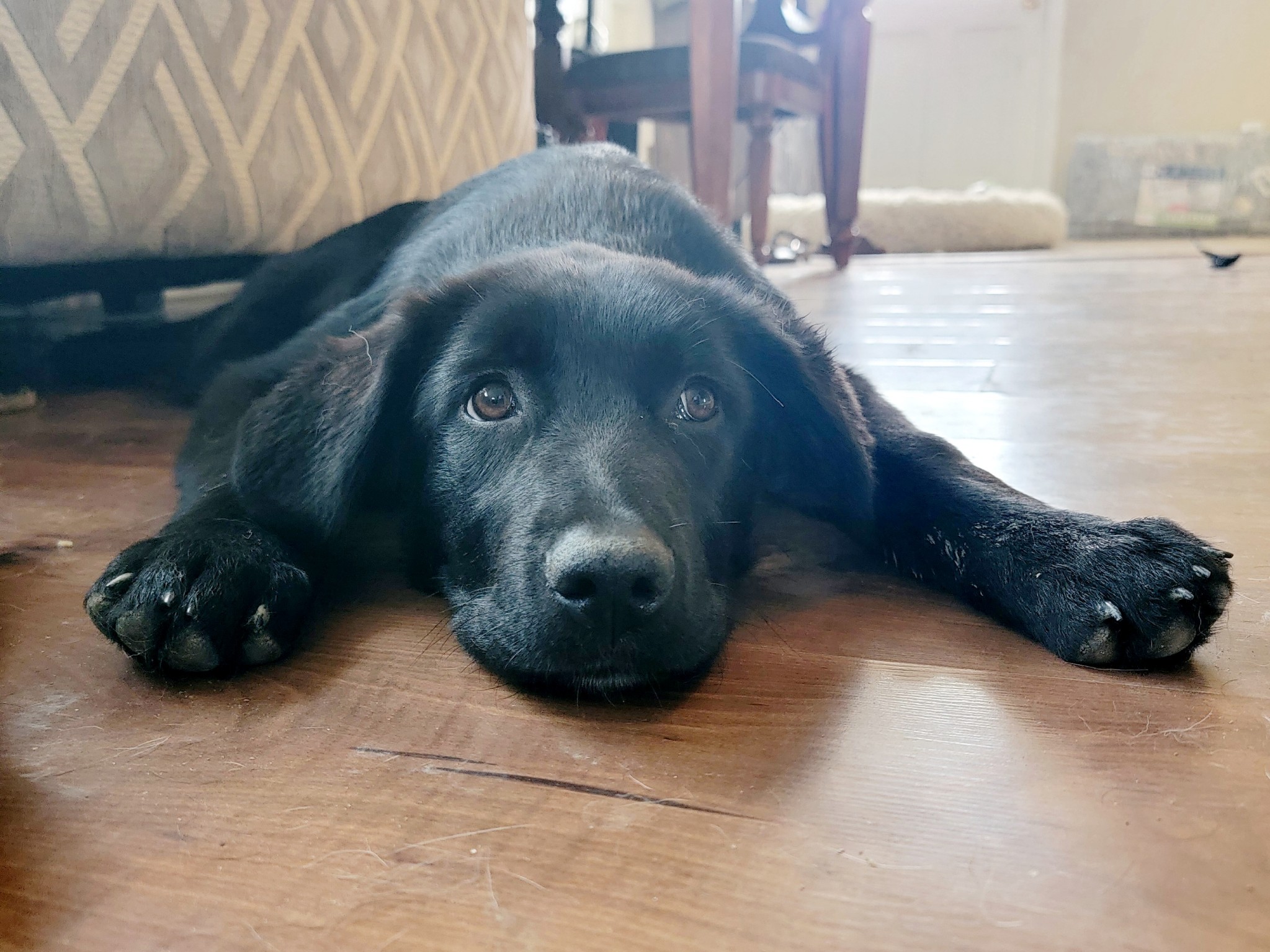 Cincinnati Lab Rescue - rip6wty